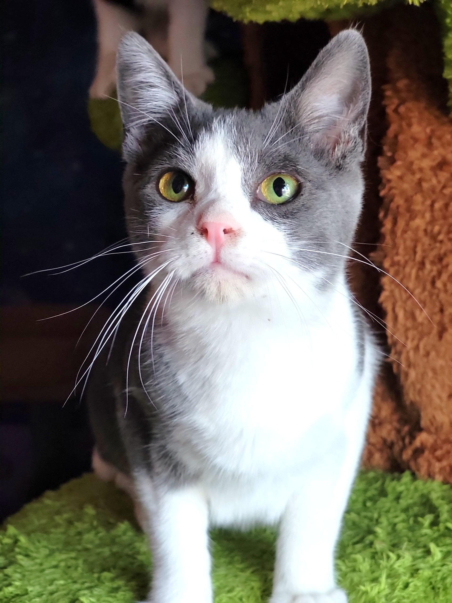 Kodiak, a Adoptable Domestic Short Hair in Washoe Valley, NV image 2/2