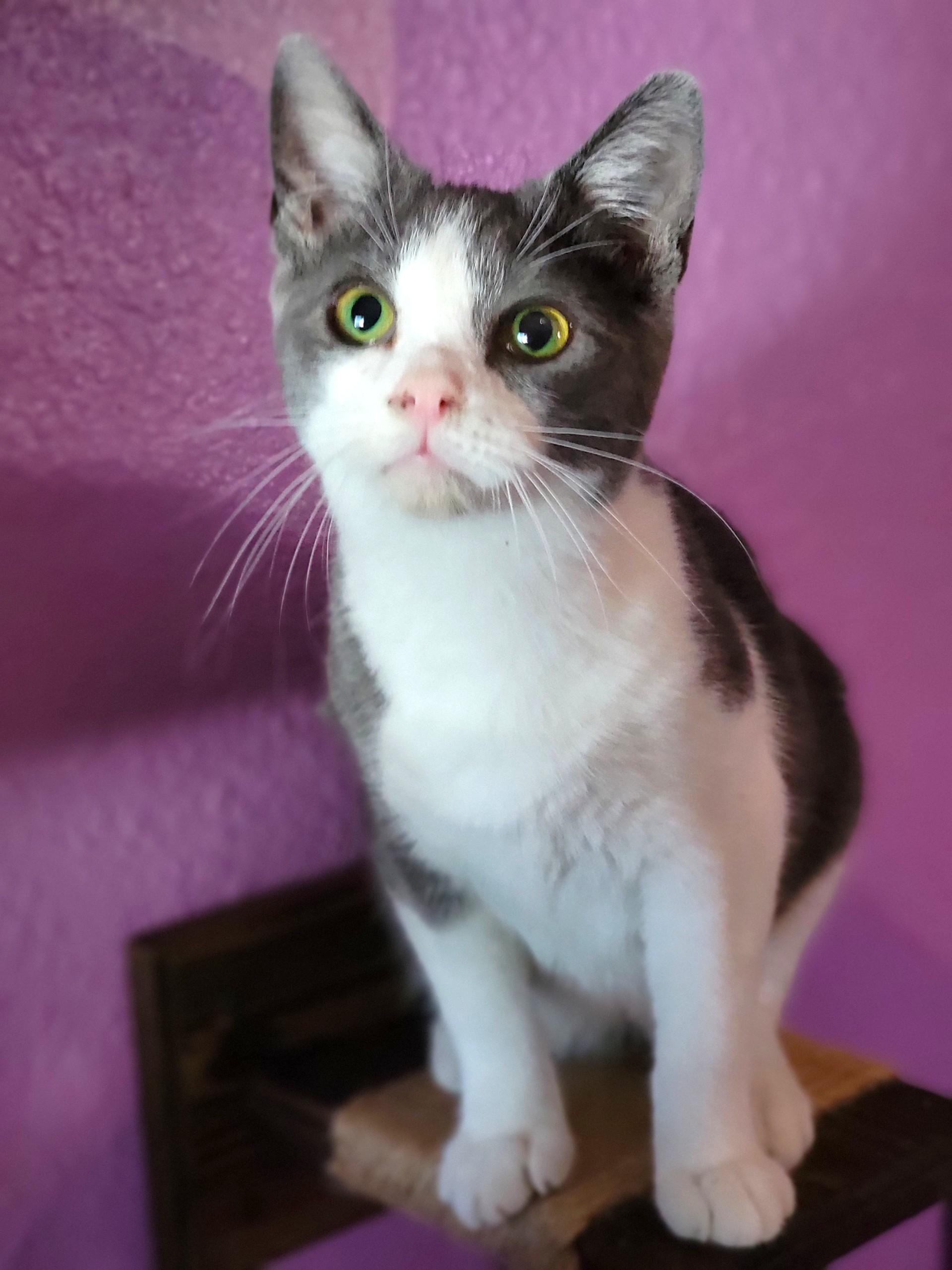 Kodiak, a Adoptable Domestic Short Hair in Washoe Valley, NV image 1/2