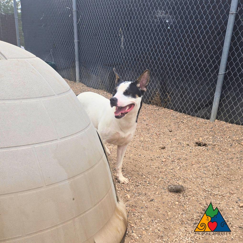 Kali, an adopted mixed breed in Douglas, WY image 2/4