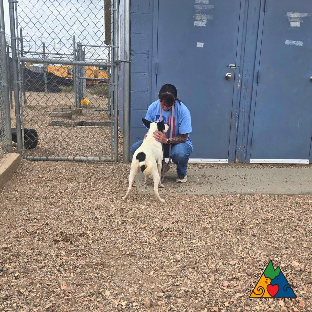 Kali, an adopted mixed breed in Douglas, WY image 3/4