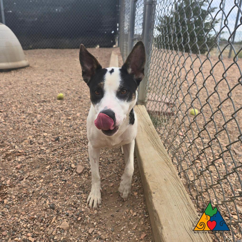 Kali, an adopted mixed breed in Douglas, WY image 4/4