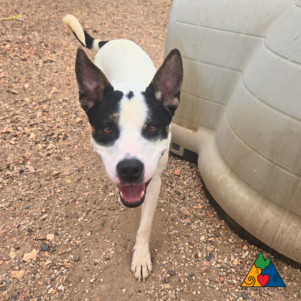 Kali, adopted, Young Female Staffordshire Bull Terrier & Mixed Breed.