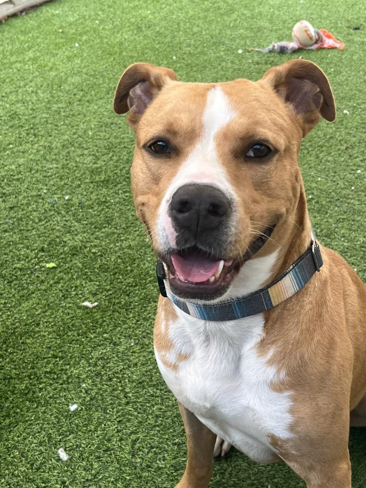 Enlarge Roy, a Adoptable mixed breed in Lakeland, FL image 1/6
