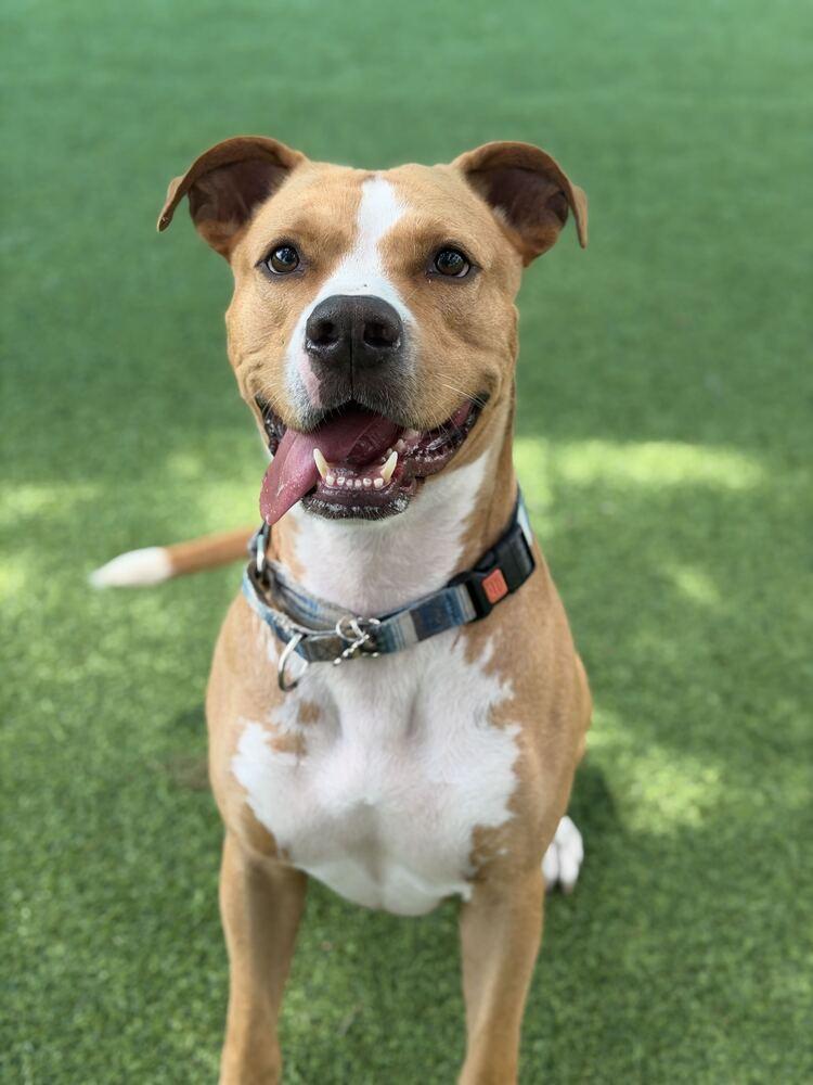 Enlarge Roy, a Adoptable mixed breed in Lakeland, FL image 2/6