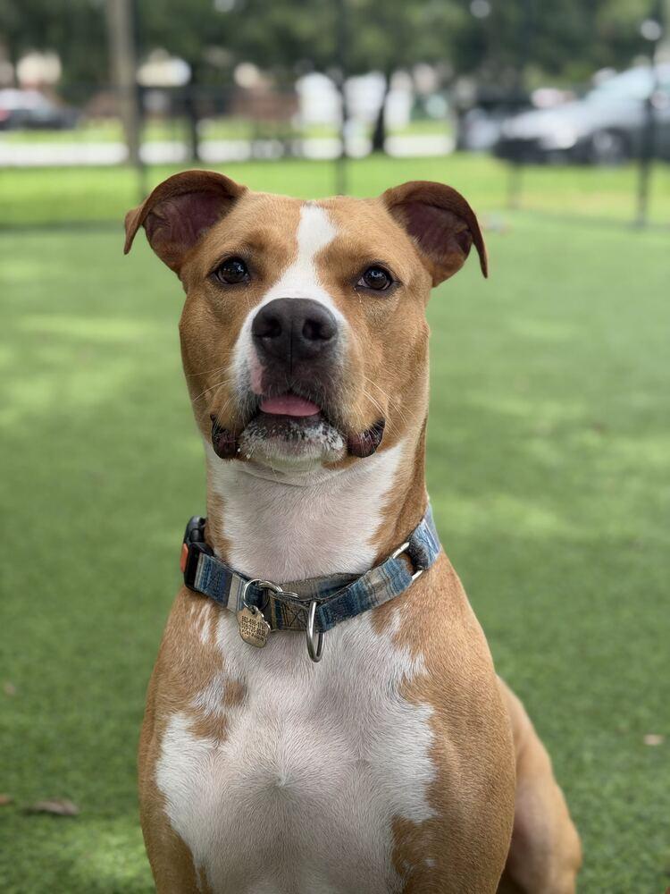 Enlarge Roy, a Adoptable mixed breed in Lakeland, FL image 3/6