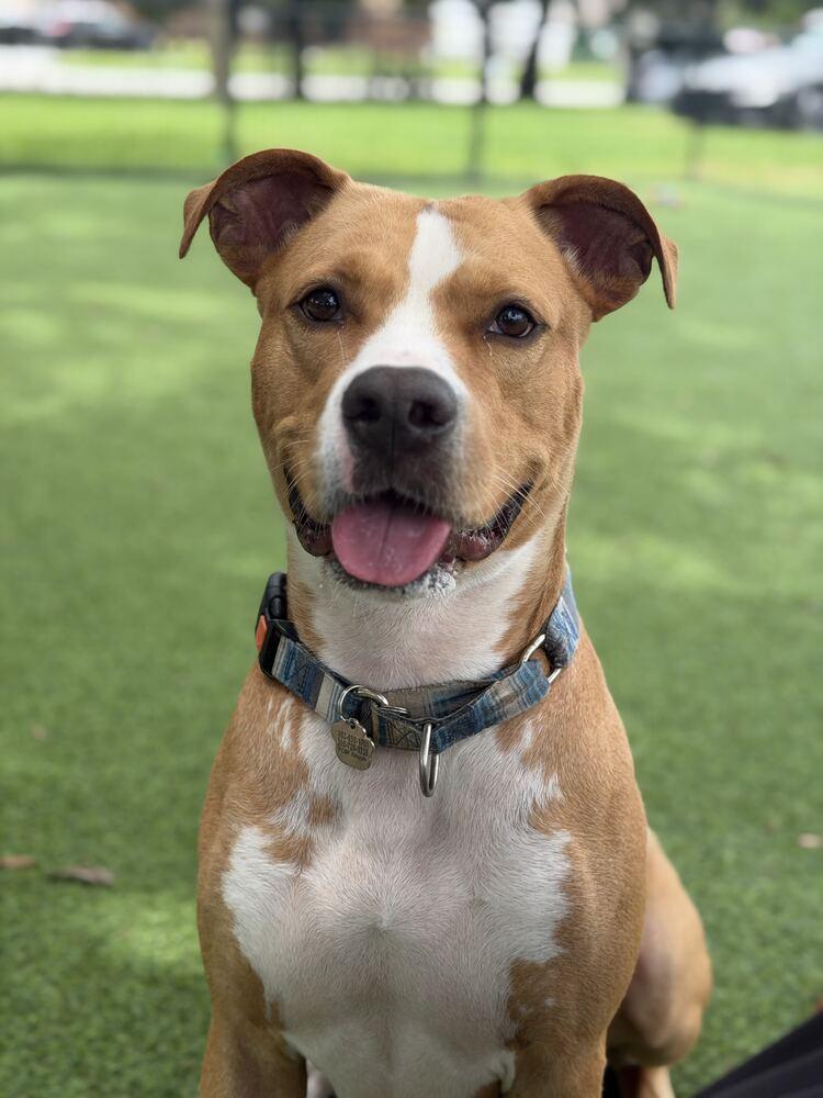 Enlarge Roy, a Adoptable mixed breed in Lakeland, FL image 4/6