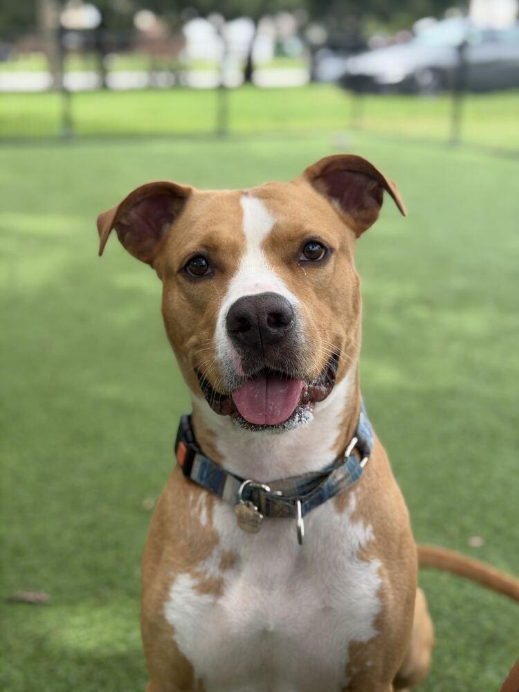 Enlarge Roy, a Adoptable mixed breed in Lakeland, FL image 5/6