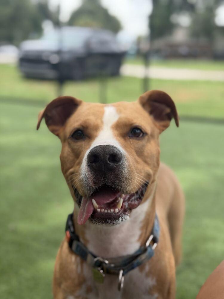 Enlarge Roy, a Adoptable mixed breed in Lakeland, FL image 6/6