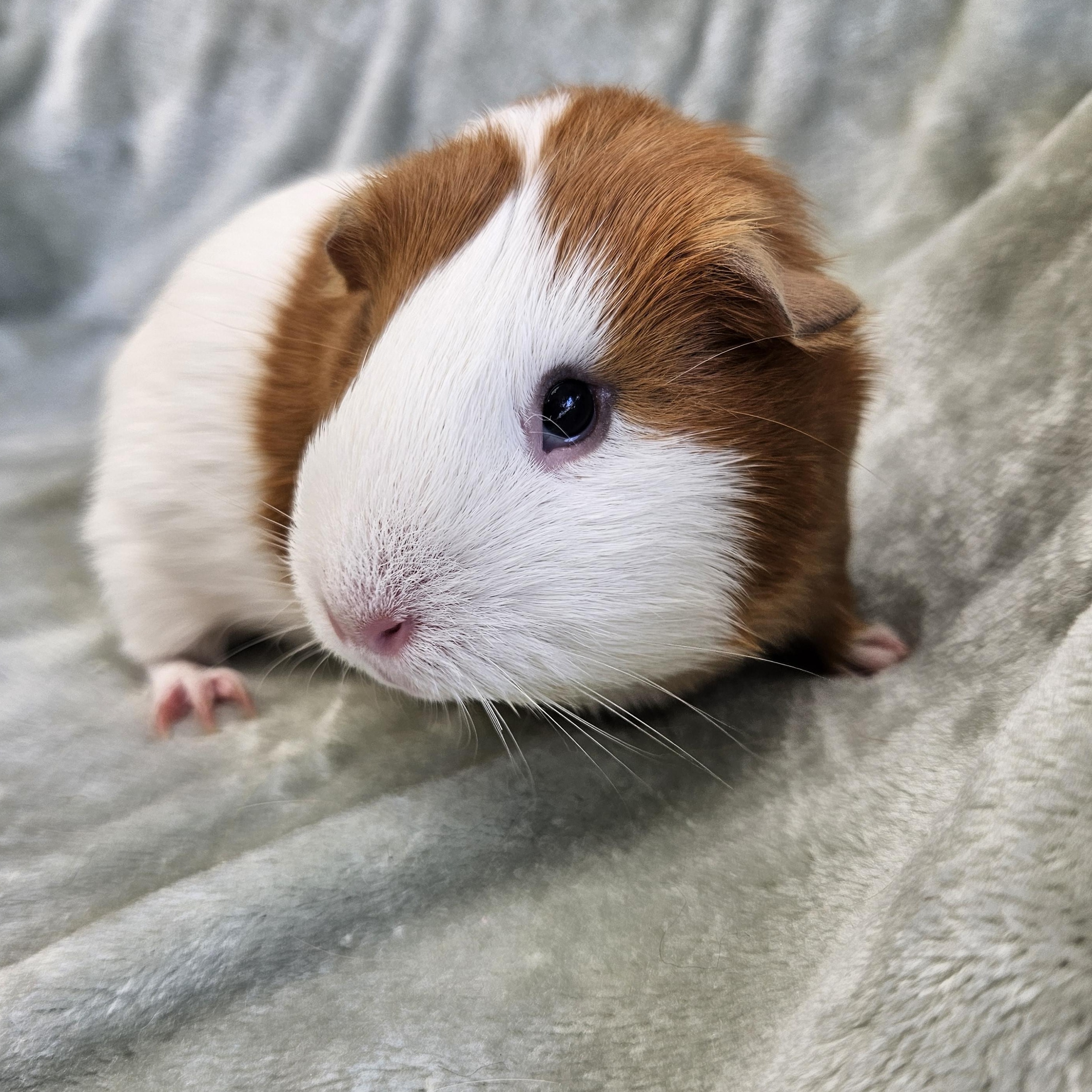 Blossom, Adoptable, Young Female Guinea Pig.