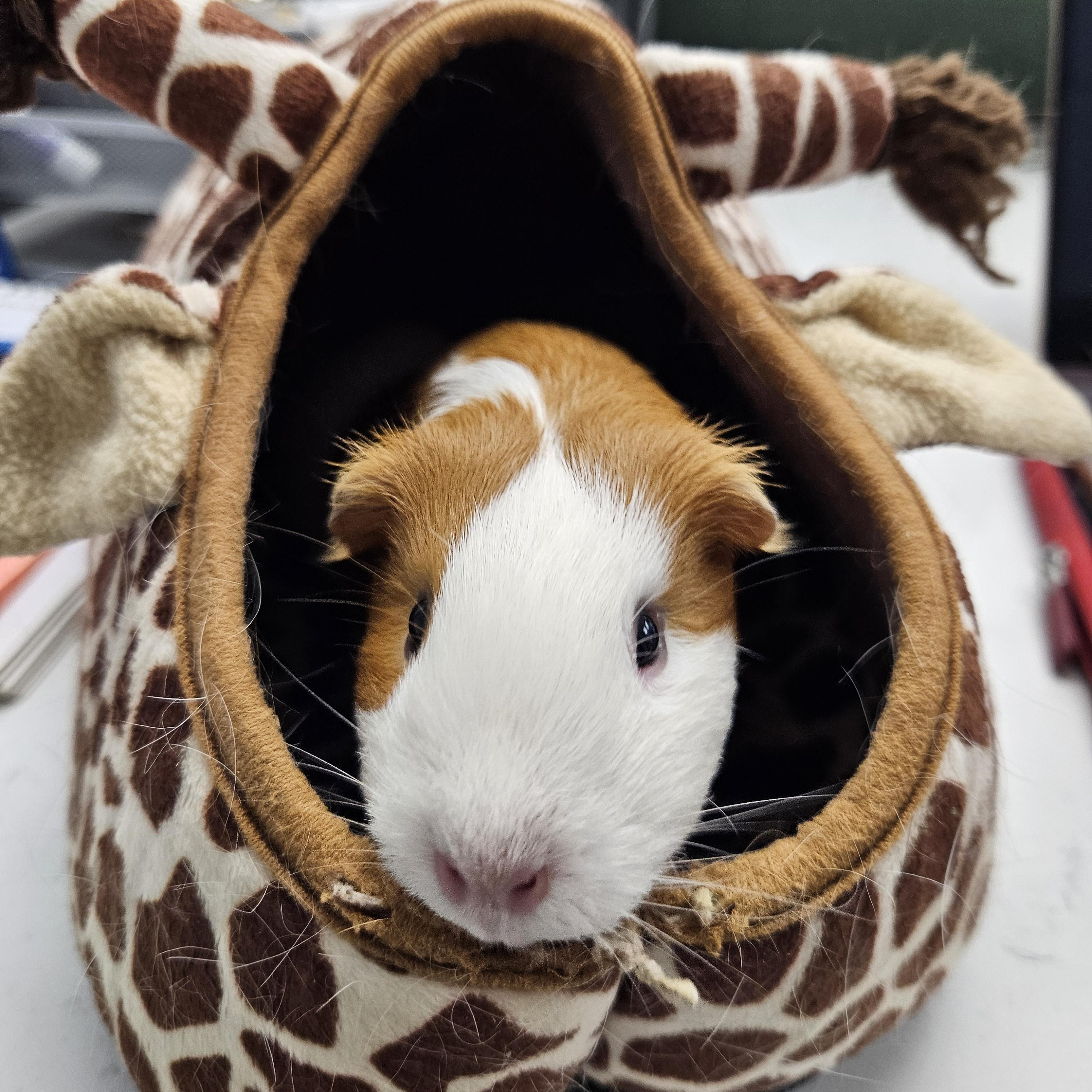 Enlarge Blossom, a Adoptable Guinea Pig in Medfield, MA image 2/2
