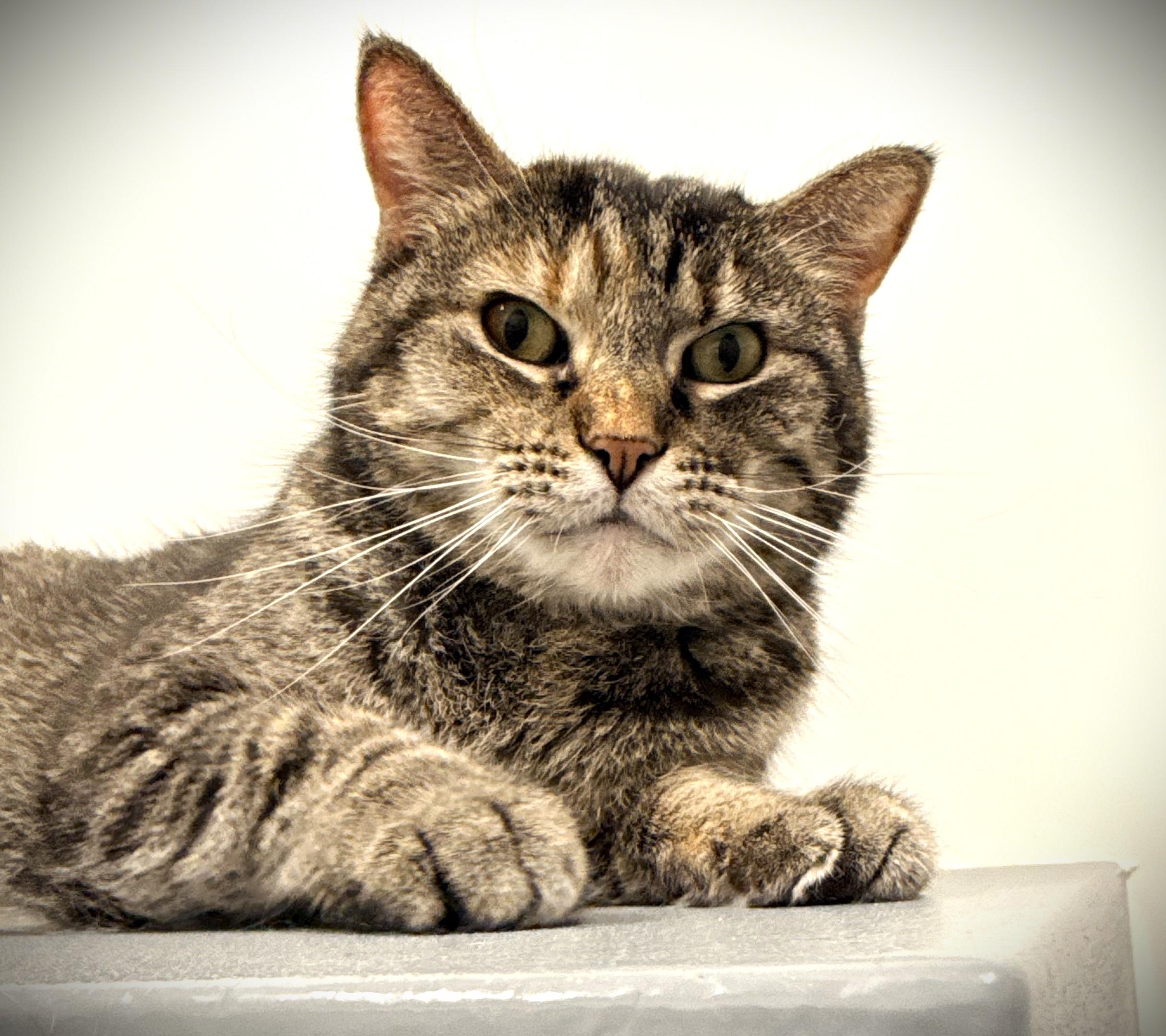 Enlarge Anna Maria @ Petsmart Mankato, an adoptable Domestic Short Hair in Mankato, MN image 2/3