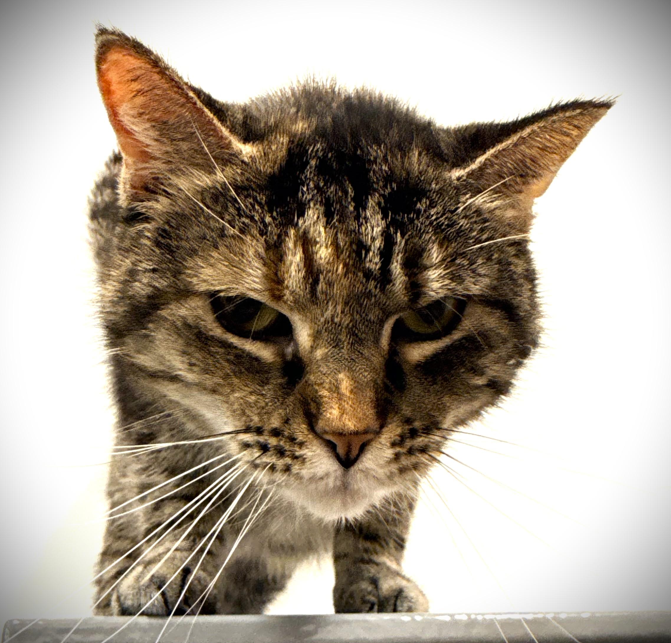 Enlarge Anna Maria @ Petsmart Mankato, an adoptable Domestic Short Hair in Mankato, MN image 3/3