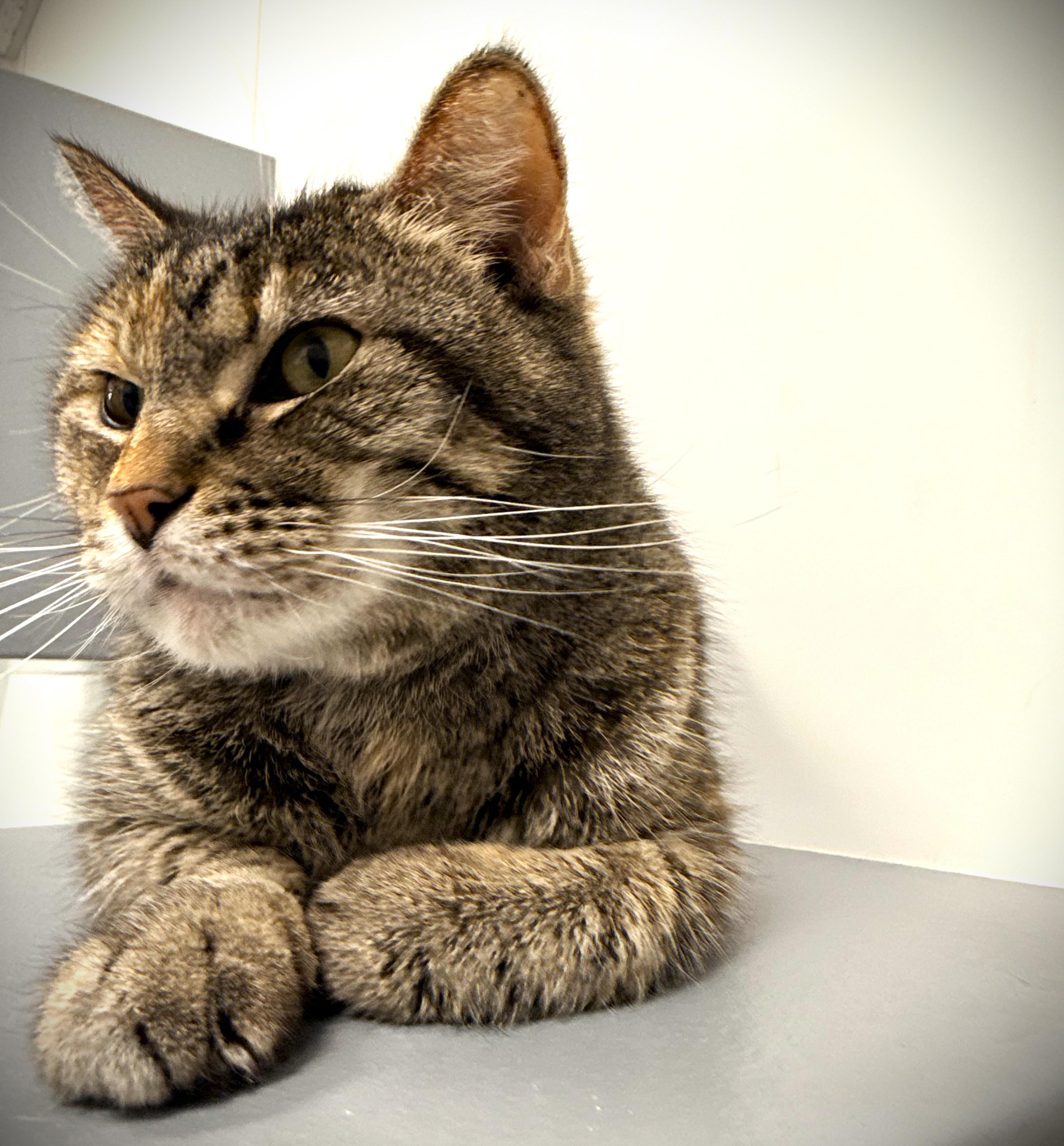 Anna Maria @ Petsmart Mankato, adoptable, Young Female Domestic Short Hair.