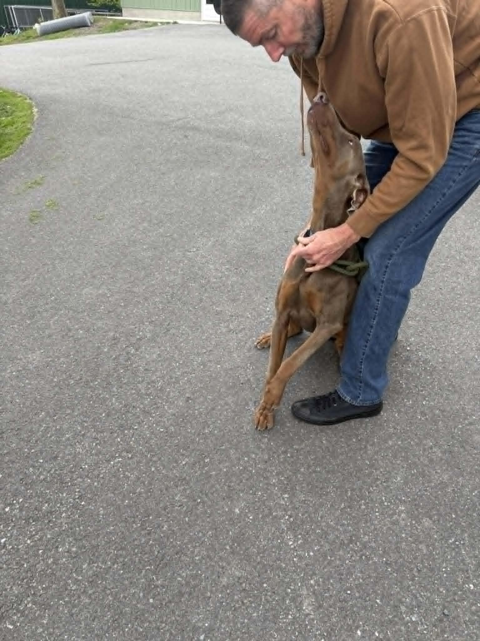 Enlarge Max, a ADOPTABLE Doberman Pinscher in Fleetwood, PA image 3/6