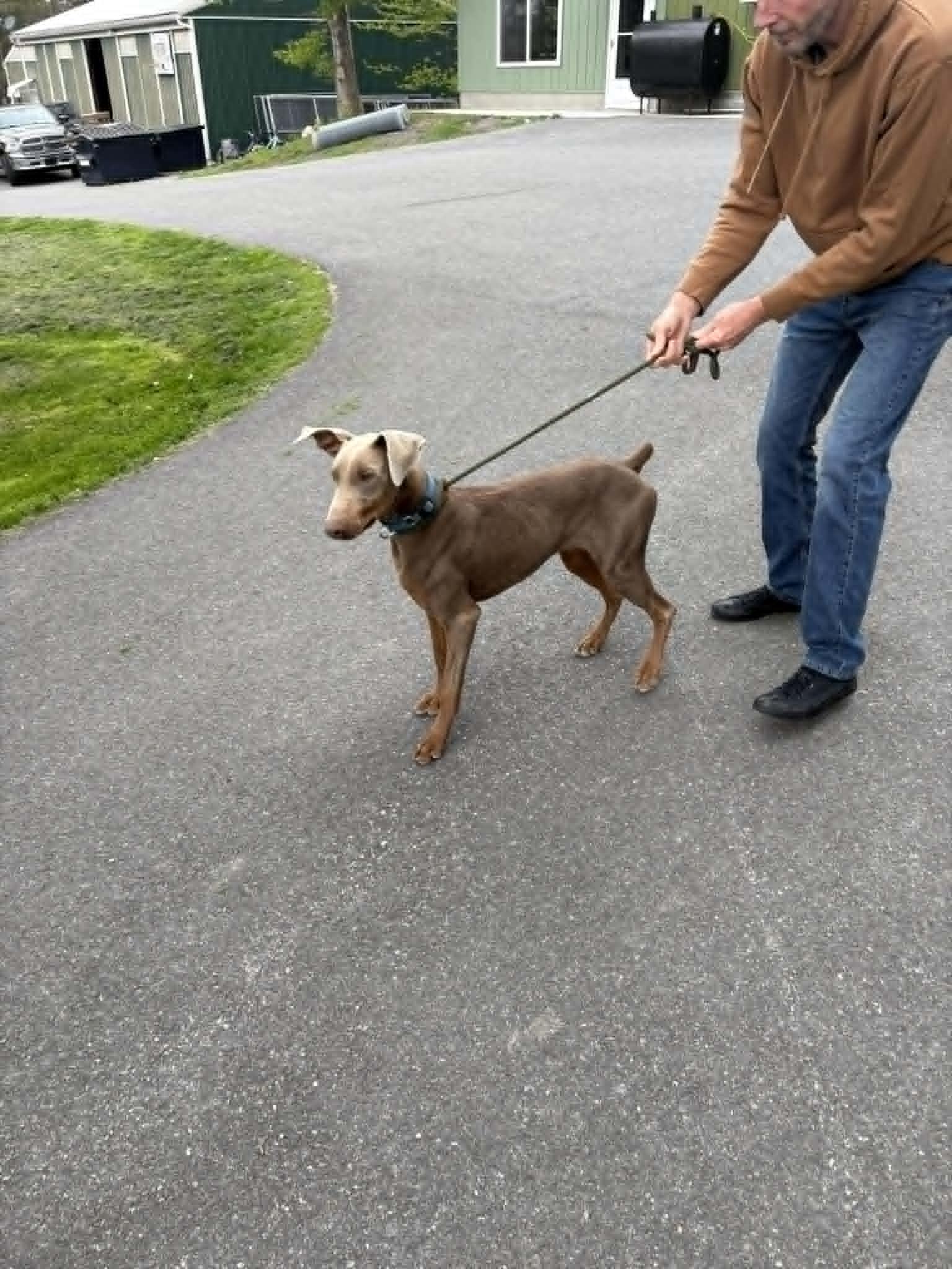 Enlarge Max, a ADOPTABLE Doberman Pinscher in Fleetwood, PA image 2/6