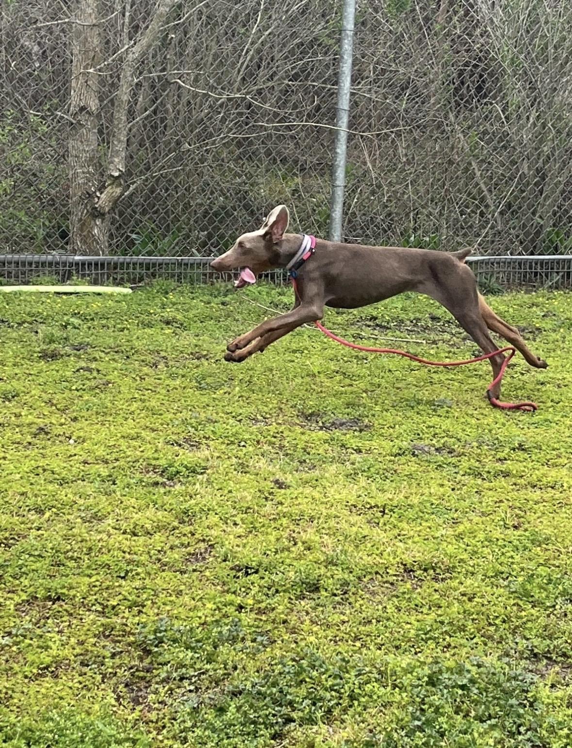 Max, a ADOPTABLE Doberman Pinscher in Fleetwood, PA image 2/3