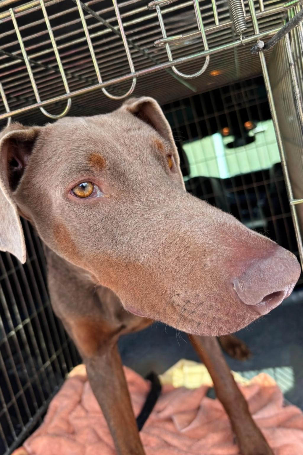 Max, a ADOPTABLE Doberman Pinscher in Fleetwood, PA image 1/3