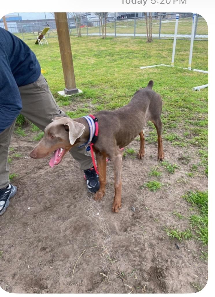 Max, a ADOPTABLE Doberman Pinscher in Fleetwood, PA image 3/3