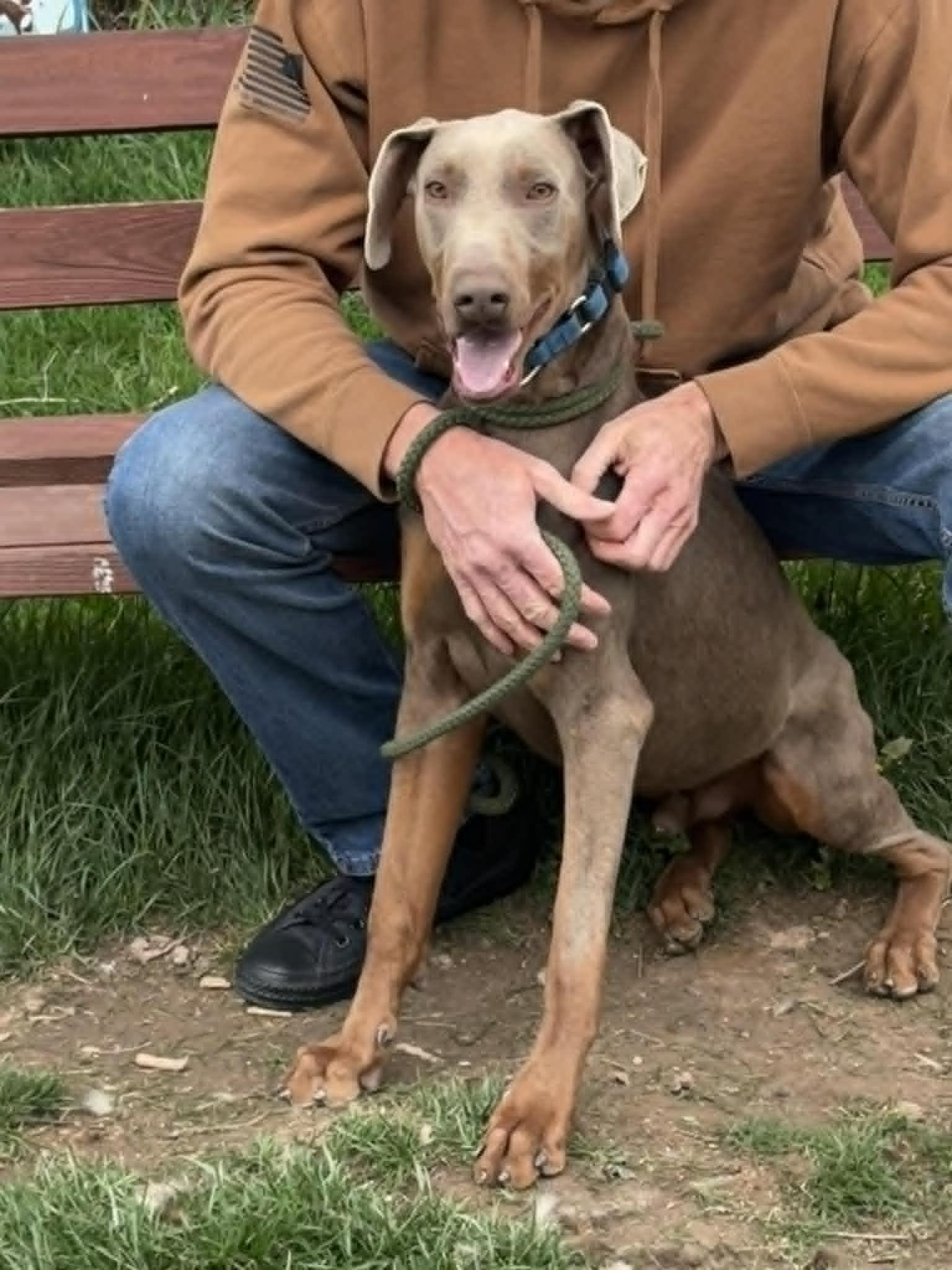Enlarge Max, a ADOPTABLE Doberman Pinscher in Fleetwood, PA image 1/6