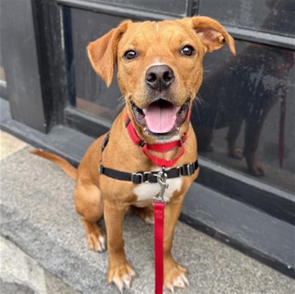 ROCKY, Adoptable, Young Male Labrador Retriever.
