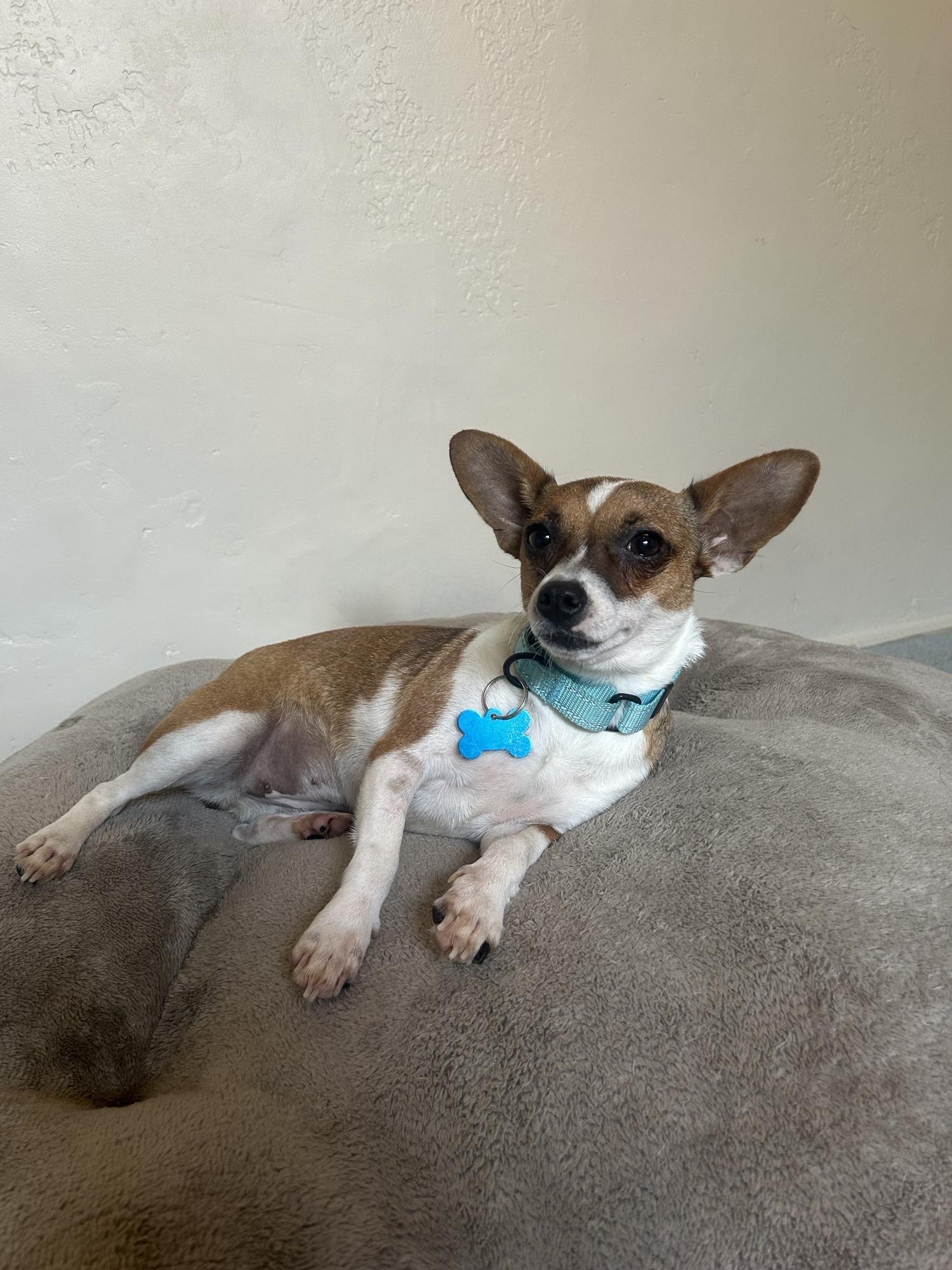 Enlarge Bambi, a Adopted Chihuahua in San Ysidro, CA image 3/4