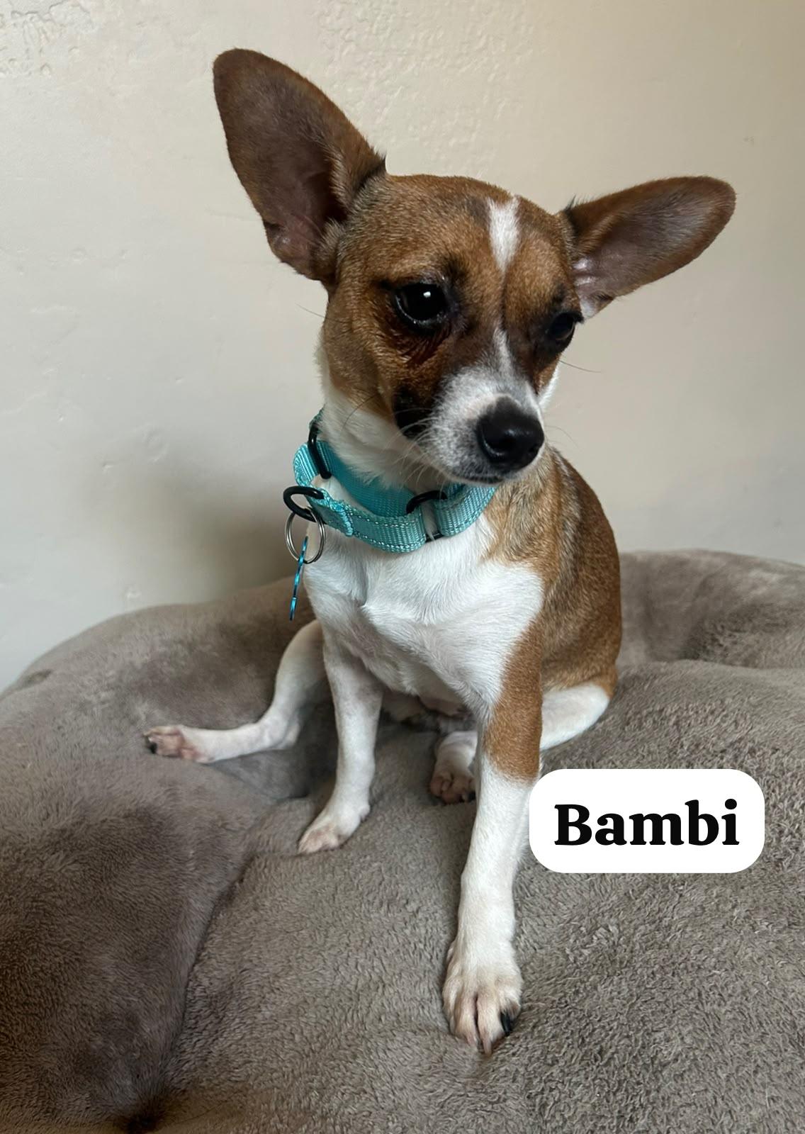 Bambi, Adopted, Adult Female Chihuahua.
