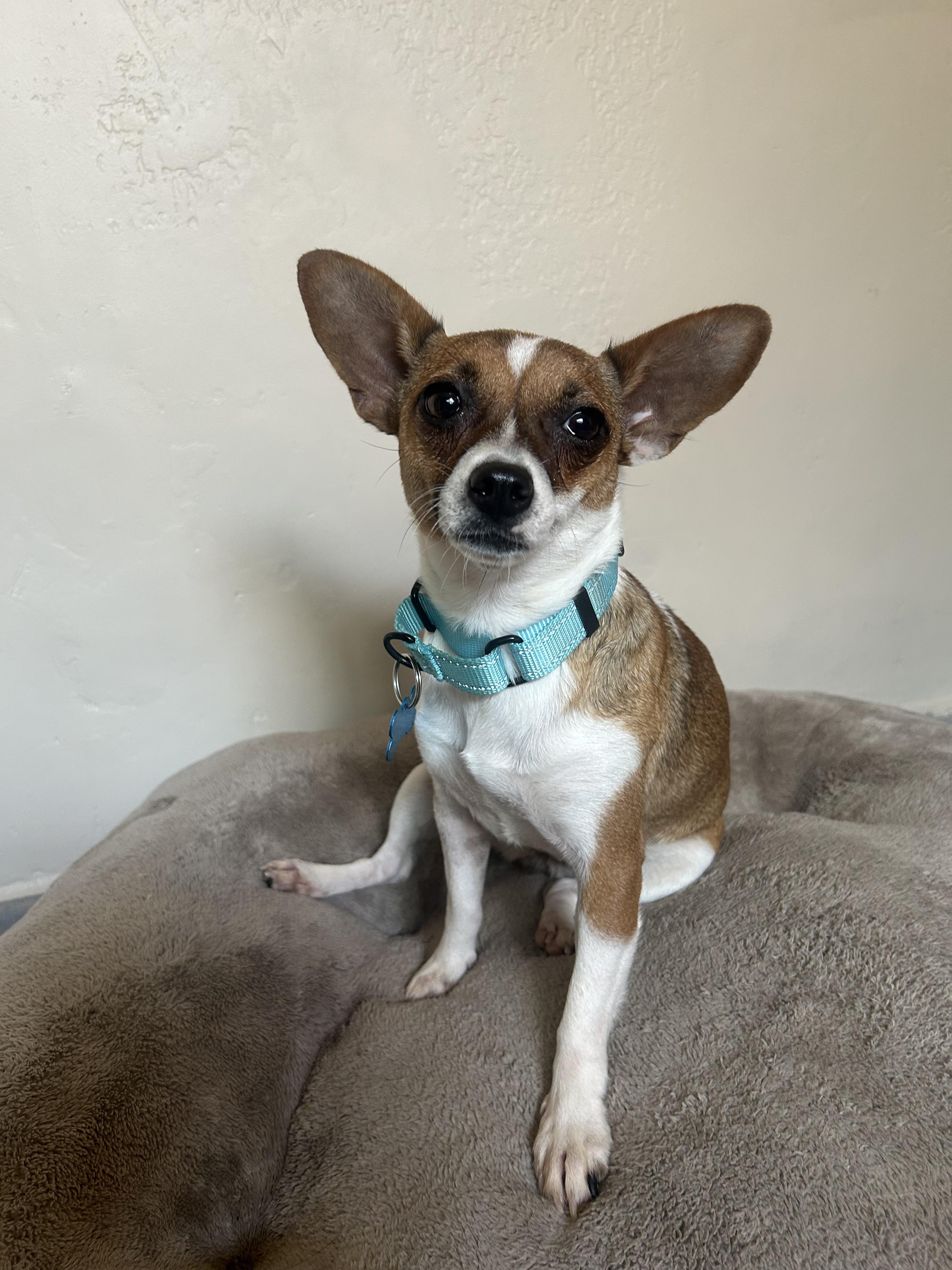 Enlarge Bambi, a Adopted Chihuahua in San Ysidro, CA image 2/4