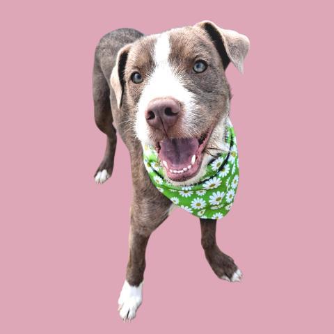 Tinky Winky -- LONGTIME RESIDENT!, ADOPTABLE, Adult Female Terrier.