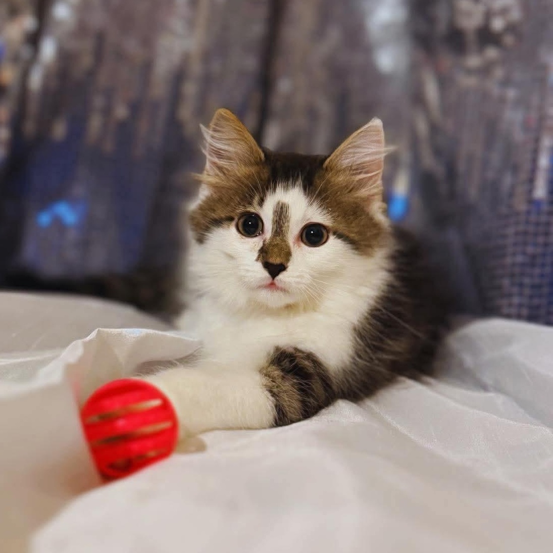 Dior, adopted, Kitten Male Tabby & Domestic Long Hair.