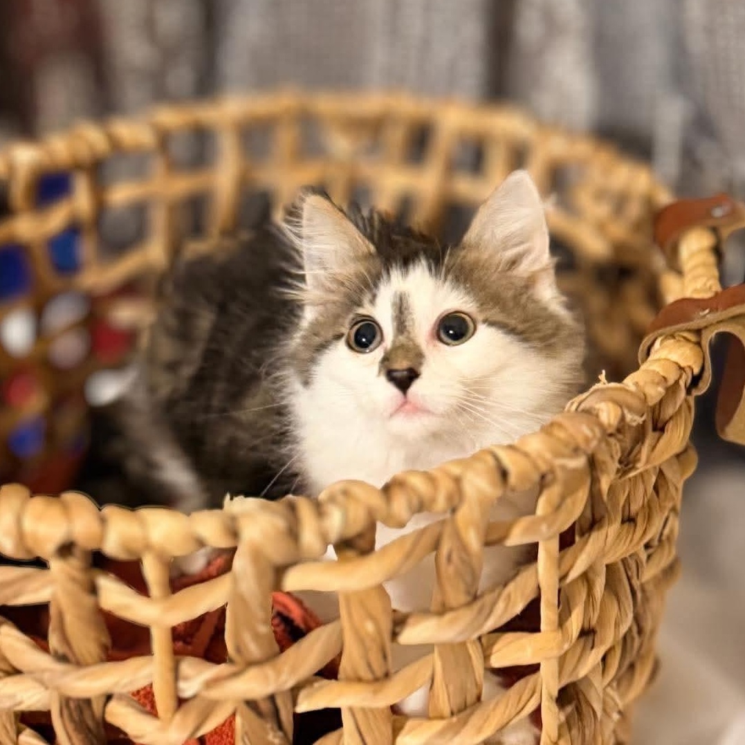 Dior, an adopted mixed breed in Greensburg, PA image 2/6