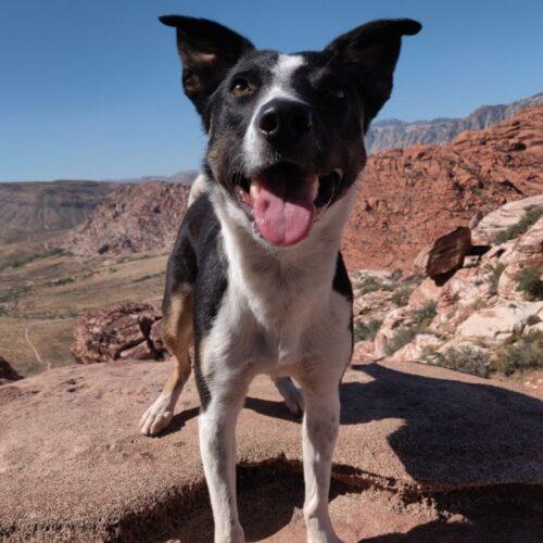 Ripley, Adoptable, Puppy Female German Shepherd Dog & Pit Bull Terrier.