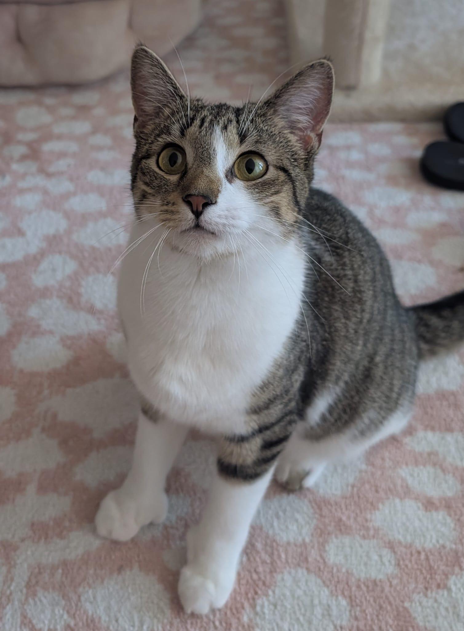 Beanie, a Adoptable Domestic Short Hair in Rochester, NY image 1/3