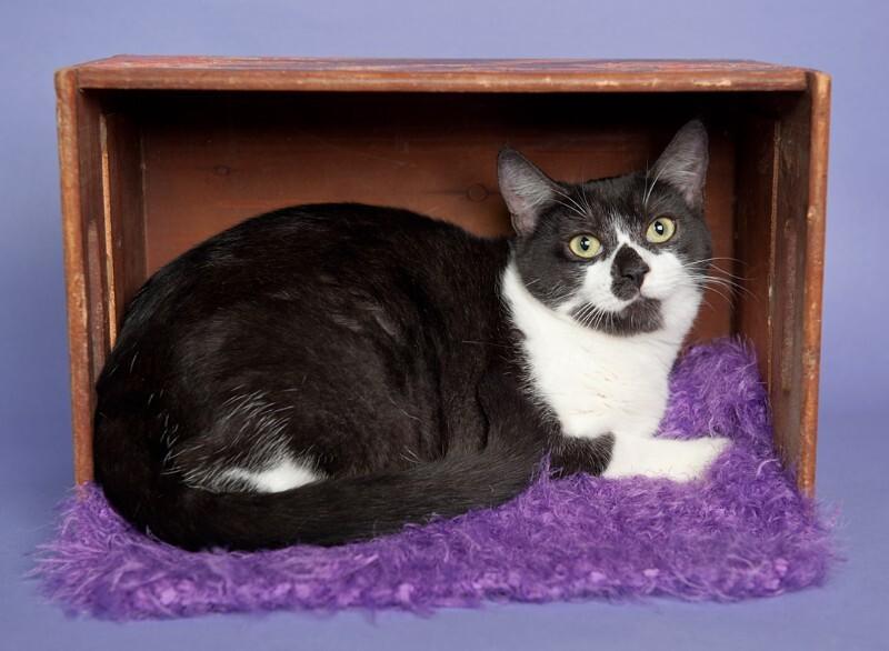 Lily Langtry — thumbnail 2