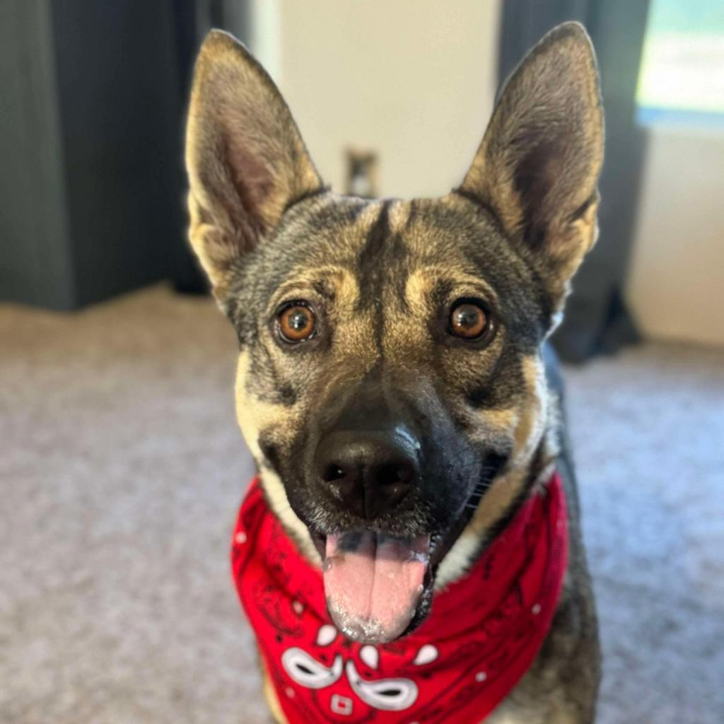 Sadie, Adoptable, Young Female German Shepherd Dog & Mixed Breed.