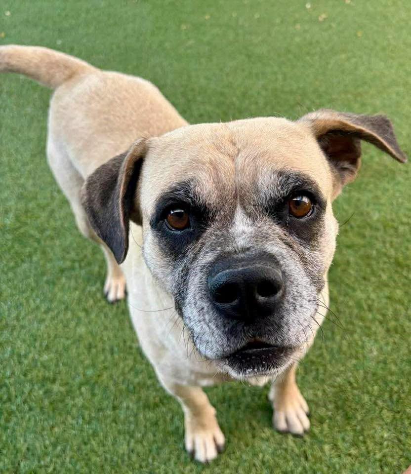 Enlarge Meatball, a ADOPTABLE mixed breed in Marana, AZ image 2/6
