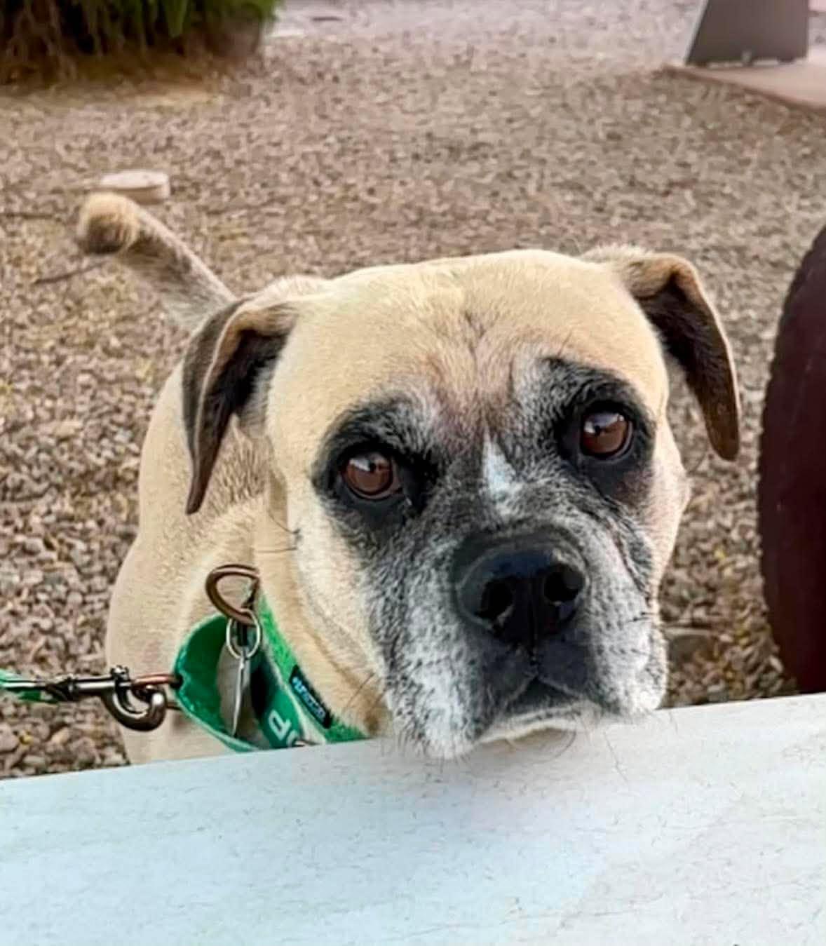 Meatball, a ADOPTABLE mixed breed in Marana, AZ image 2/6