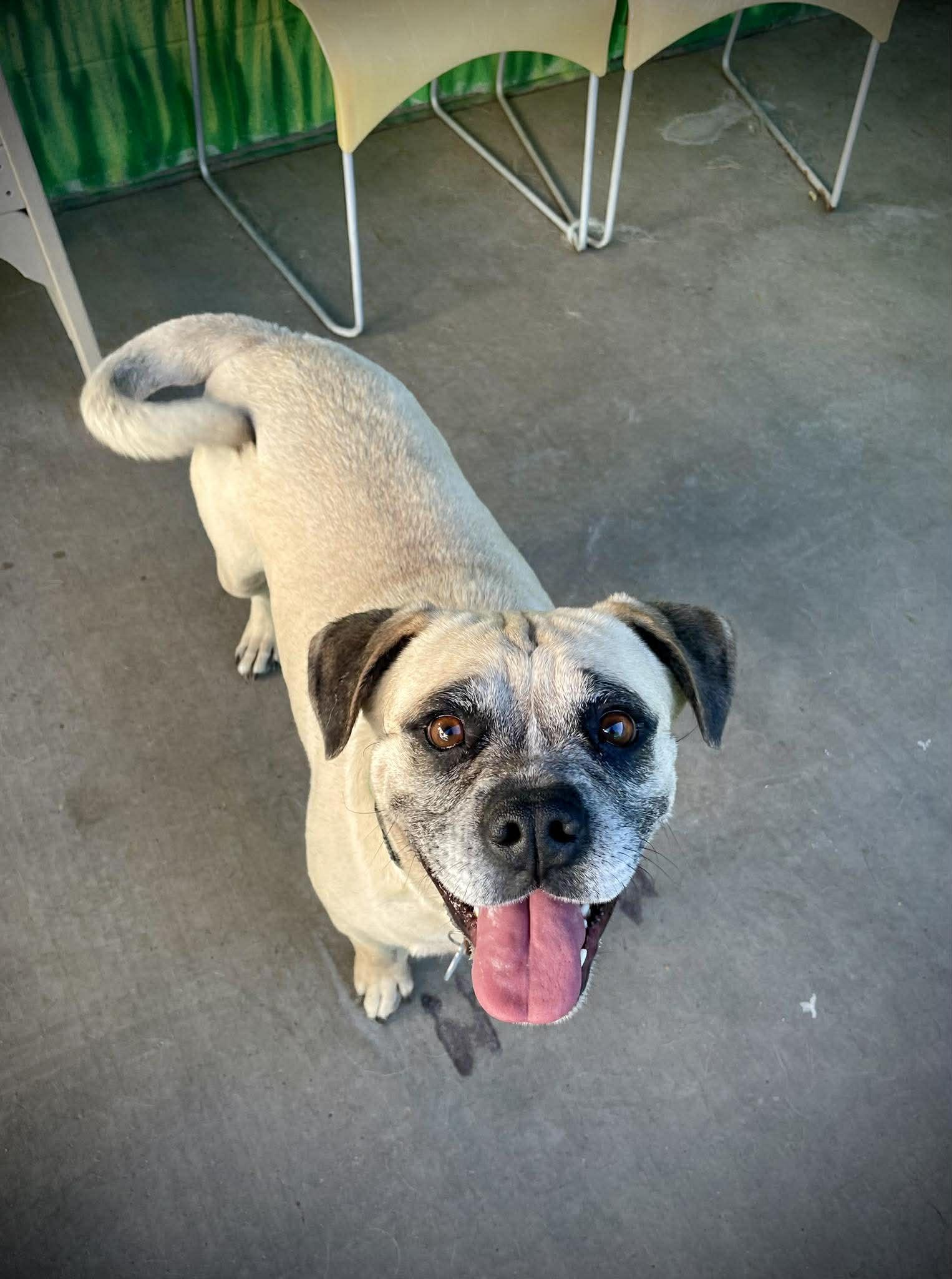 Meatball, a ADOPTABLE mixed breed in Marana, AZ image 3/6