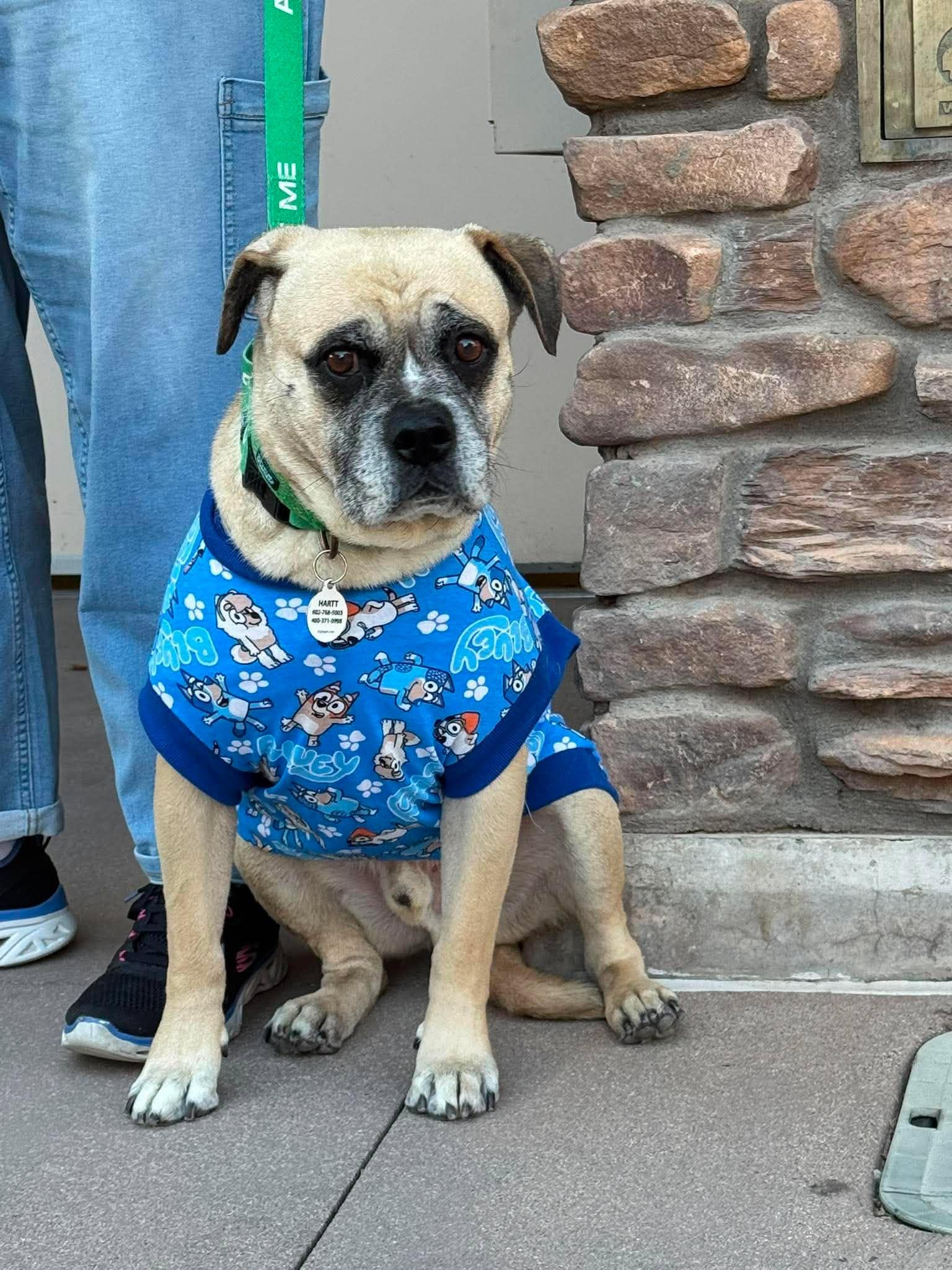 Meatball, ADOPTABLE, Adult Male Puggle & Pug.