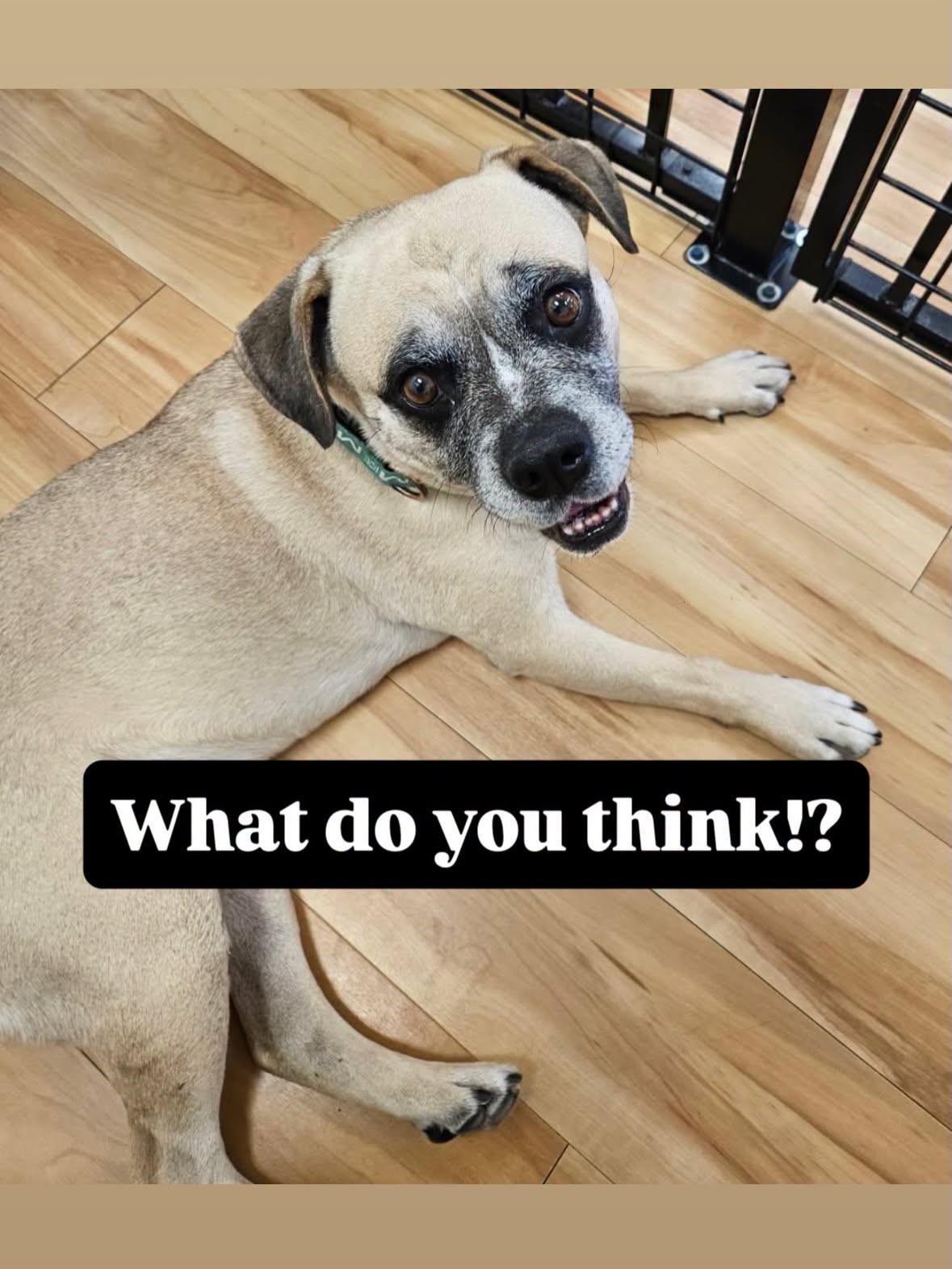 Meatball, a ADOPTABLE mixed breed in Marana, AZ image 6/6