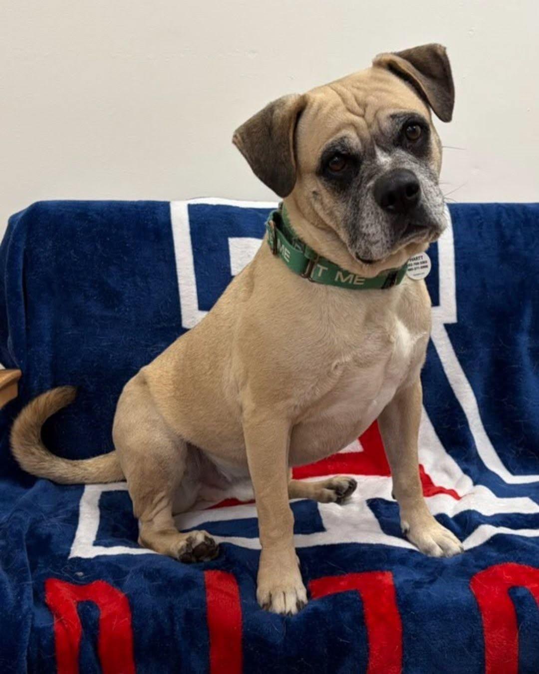 Enlarge Meatball, a ADOPTABLE mixed breed in Marana, AZ image 1/6