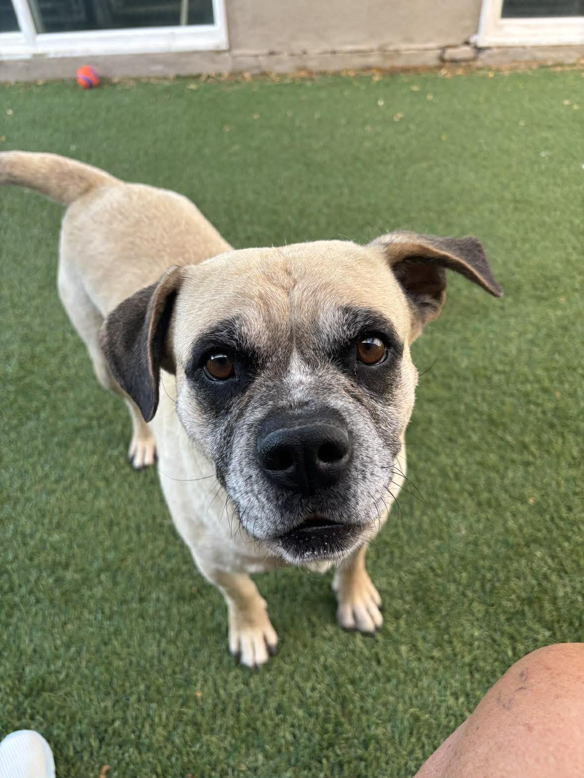 Meatball, a ADOPTABLE mixed breed in Marana, AZ image 4/6