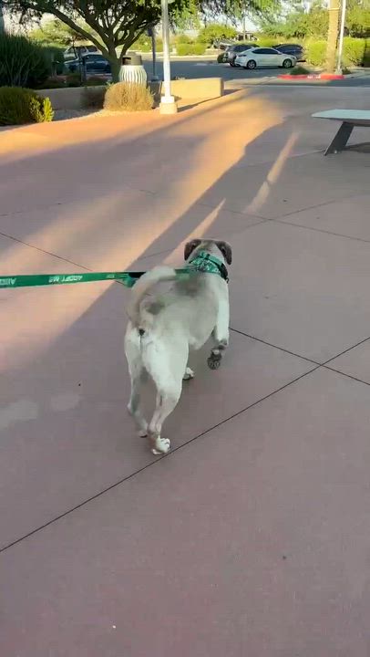 Enlarge Meatball, a ADOPTABLE mixed breed in Marana, AZ video 5/6