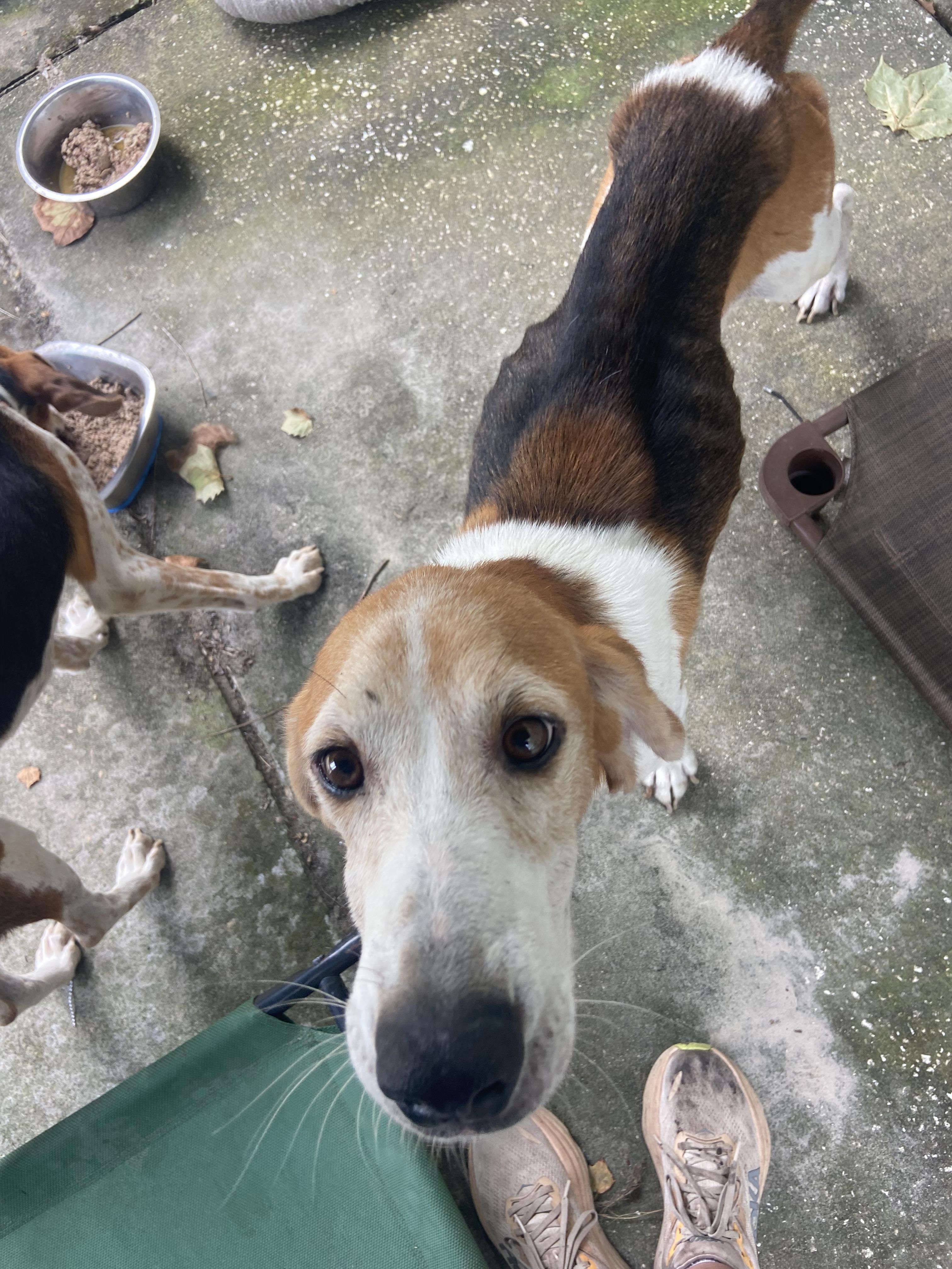 Shiloh, a Adoptable Treeing Walker Coonhound in Panama City, FL image 1/3