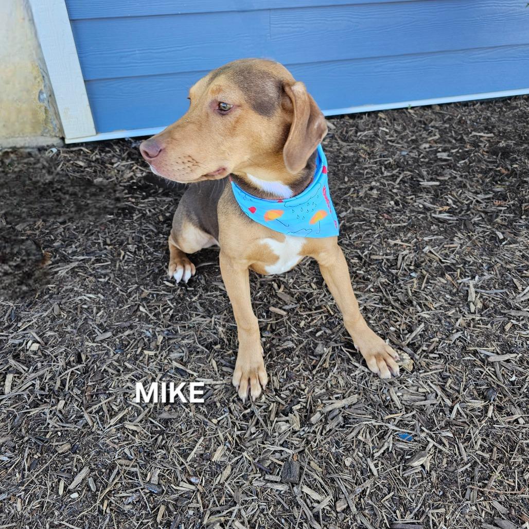 Enlarge Mike, a Adoptable mixed breed in Phoenix, AZ image 1/4