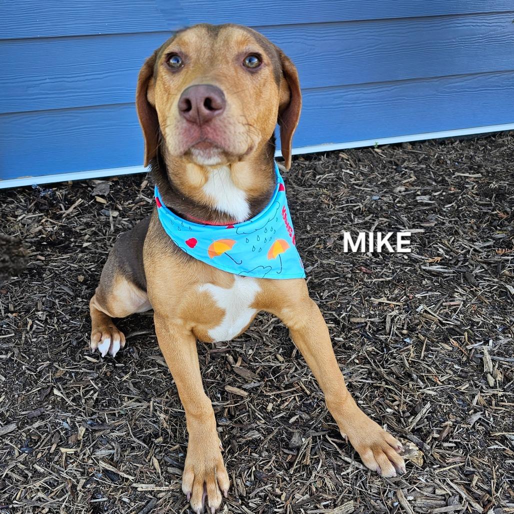 Enlarge Mike, a Adoptable mixed breed in Phoenix, AZ image 2/4