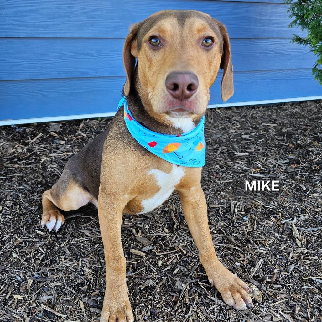Enlarge Mike, a Adoptable mixed breed in Phoenix, AZ image 3/4