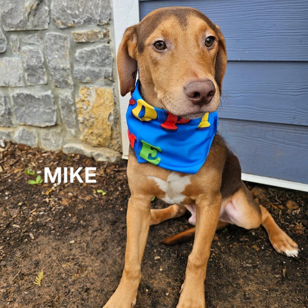 Enlarge Mike, a Adoptable mixed breed in Phoenix, AZ image 4/4