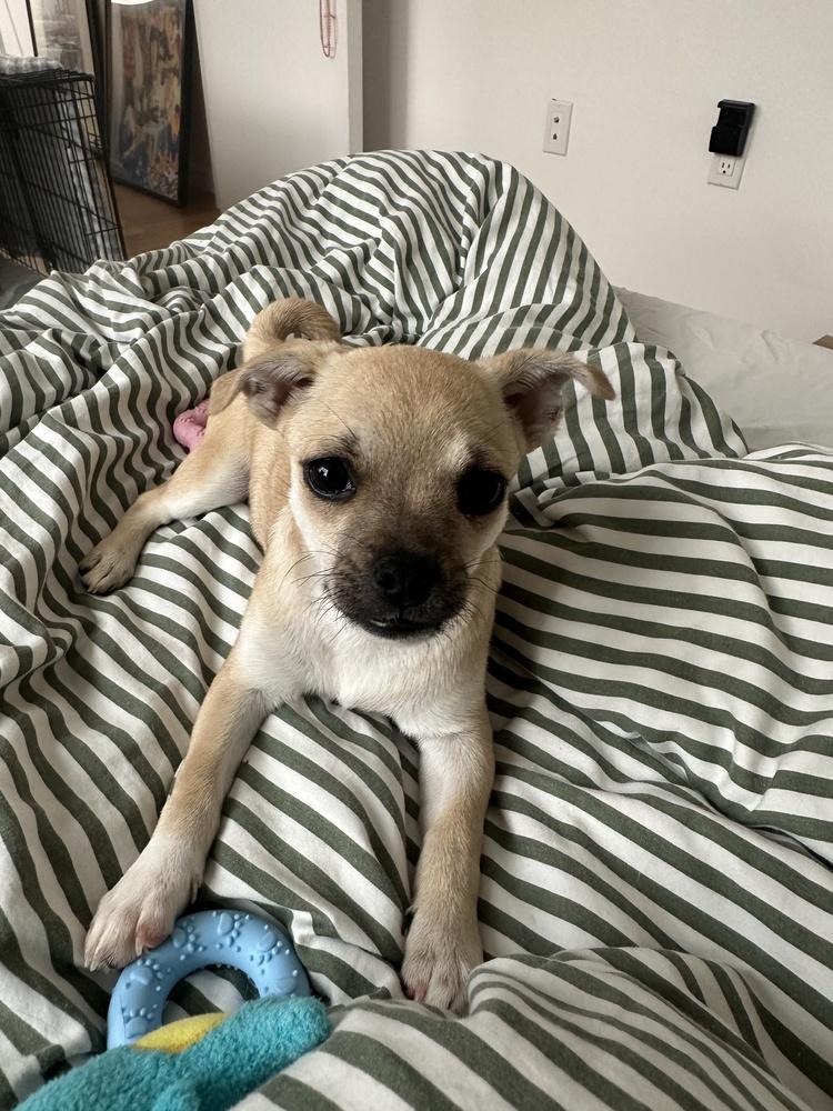 Amelia, Adoptable, Puppy Female Pug & Chihuahua.