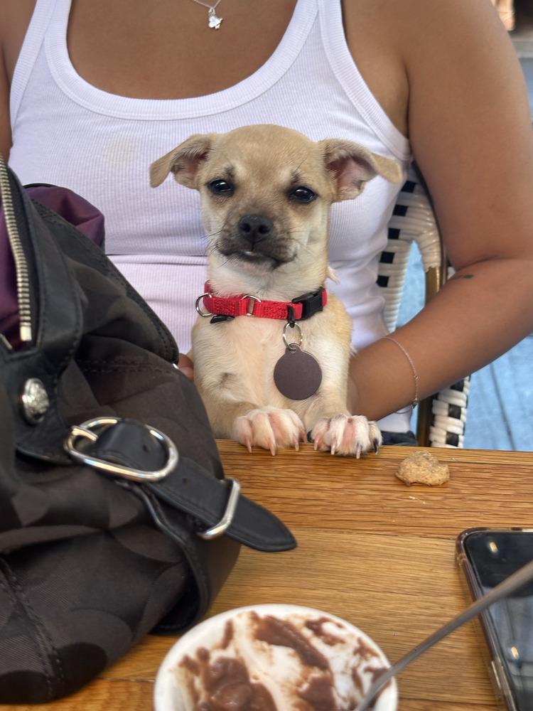 Amelia, a Adoptable mixed breed in Manhattan, NY image 2/3