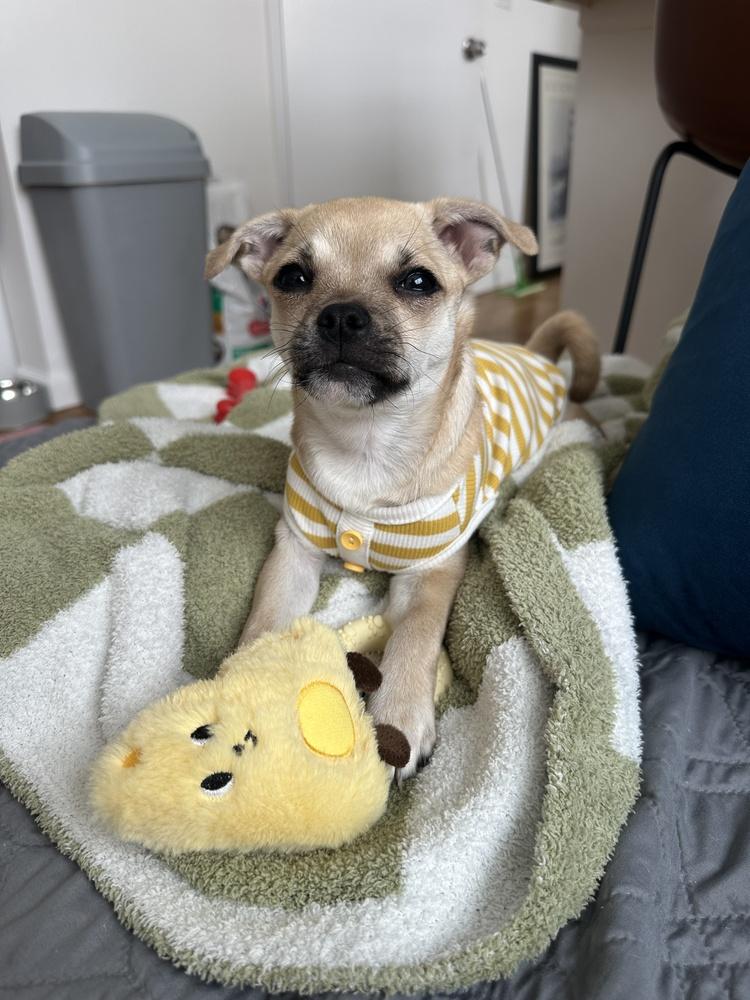 Amelia, a Adoptable mixed breed in Manhattan, NY image 3/3
